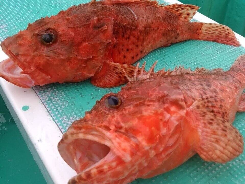 南紀のオニカサゴ釣行記 アタリがなくても気長に待つべし 落とし込みで無事ゲット 22年6月24日 エキサイトニュース