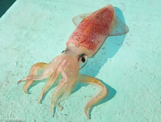 ムギイカ釣りのコツ あなたは乗りの悪いムギイカを振り向かせられますか 22年2月15日 エキサイトニュース