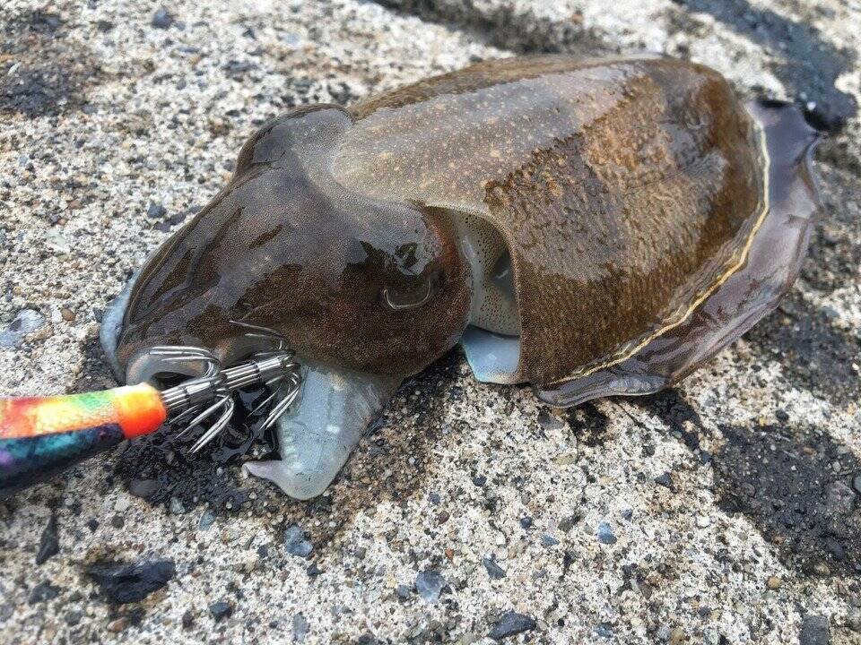 知っていると面白い イカ釣り雑学 イカのやる気を知る方法とイカスミ回避術 22年3月29日 エキサイトニュース 2 2