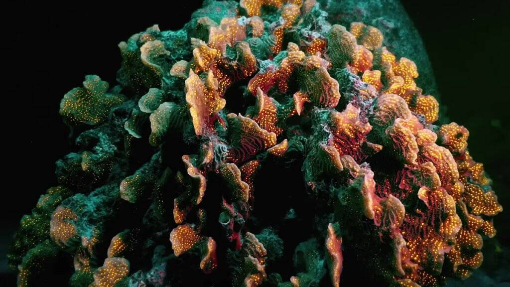 「原神」とディスカバリーチャンネルがコラボした短編ドキュメンタリーが公開