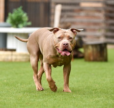 懲りない大物組長が名古屋でまたお騒がせ…世界最強闘犬「ピットブル」触らせて大ケガ負わせ逮捕