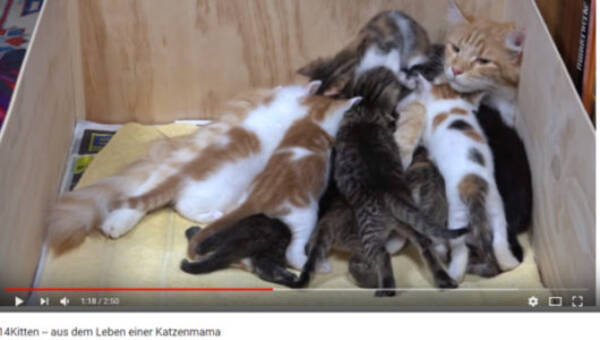 可愛すぎる動物動画 14匹のモッフモフな子猫に授乳開始 たくまし過ぎる母猫に称賛の声 18年8月6日 エキサイトニュース