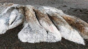 【ムーUMA情報!】ロシアで発見された漂着UMAグロブスターの謎