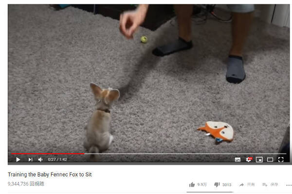 大きい耳を揺らして お座り のトレーニング 子どものフェネックさんが永遠に見てられる 可愛すぎる動物動画 18年11月6日 エキサイトニュース 大きい耳を揺らして お座り のトレーニング 子どものフェネックさんが永遠に見てられる 可愛すぎる動物動画 18年11月6日 エキサイトニュース