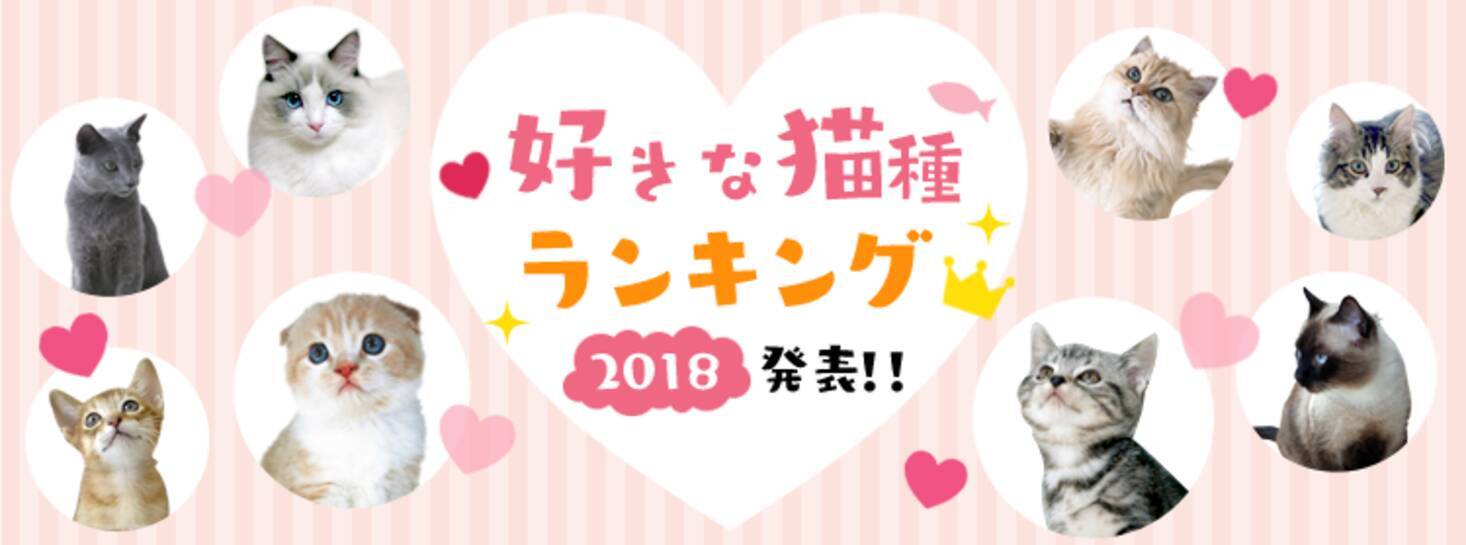 好きな猫種ランキング18 アメリカンショートヘアー が3年連続1位を獲得 18年11月13日 エキサイトニュース