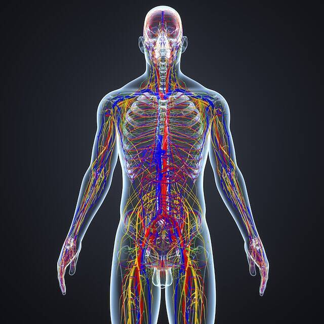 1か月予約待ち 首の痛み 肩の痛みに効く 九伝流 リンパマッサージの秘密の方法 理論編 18年11月日 エキサイトニュース