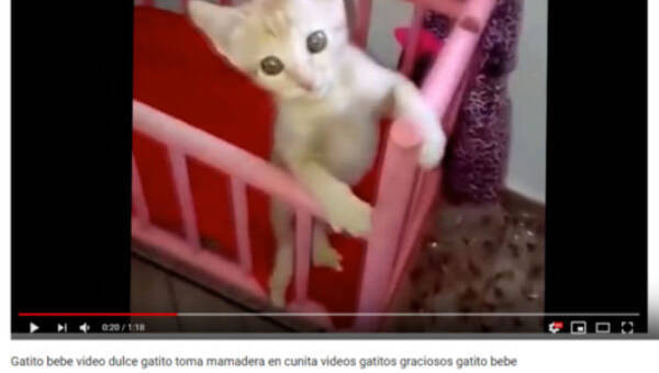 人間の赤ちゃんみたい ミルクを飲んだ瞬間に大人しくなってしまう子猫が話題に 可愛すぎる動物動画 18年11月14日 エキサイトニュース