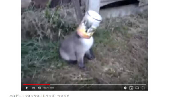 可愛すぎる動物動画 缶から頭が抜けない 助かったあとの赤ちゃんキツネが天使レベルの可愛さ 18年12月5日 エキサイトニュース