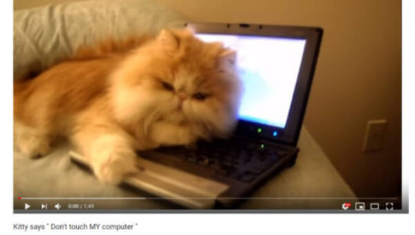 可愛すぎる動物動画 邪魔する奴は容赦なく猫パンチにゃッ パソコンを陣取る厚かましいブサ猫 18年12月7日 エキサイトニュース