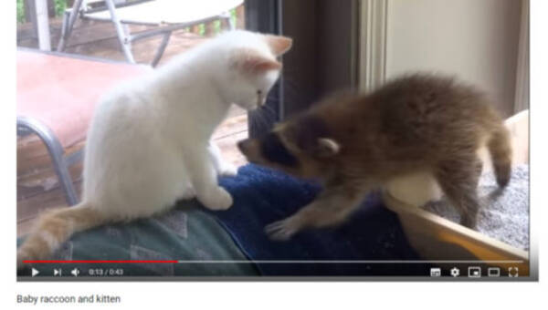 可愛すぎる動物動画 子猫vs赤ちゃんアライグマ 種族を超えた仁義なき戦い 18年12月15日 エキサイトニュース