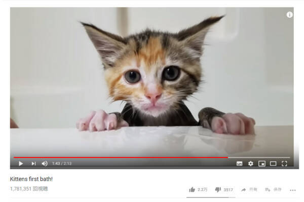 可愛すぎる動物動画 人生初のお風呂タイムに世界中が注目 終始2足立ち状態の子猫は少し緊張気味 18年12月17日 エキサイトニュース