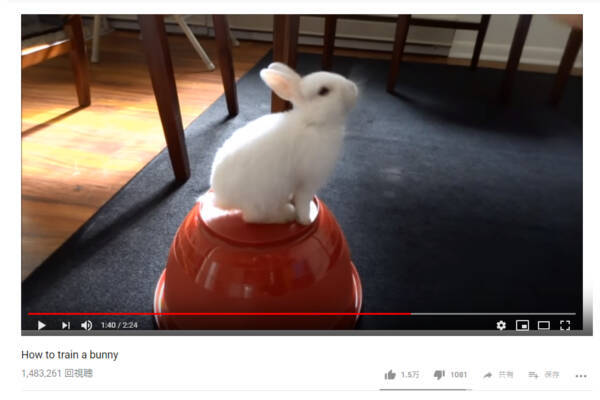 可愛すぎる動物動画 実はやればできる子 ウサギは利口な動物 だと証明された瞬間 18年12月日 エキサイトニュース