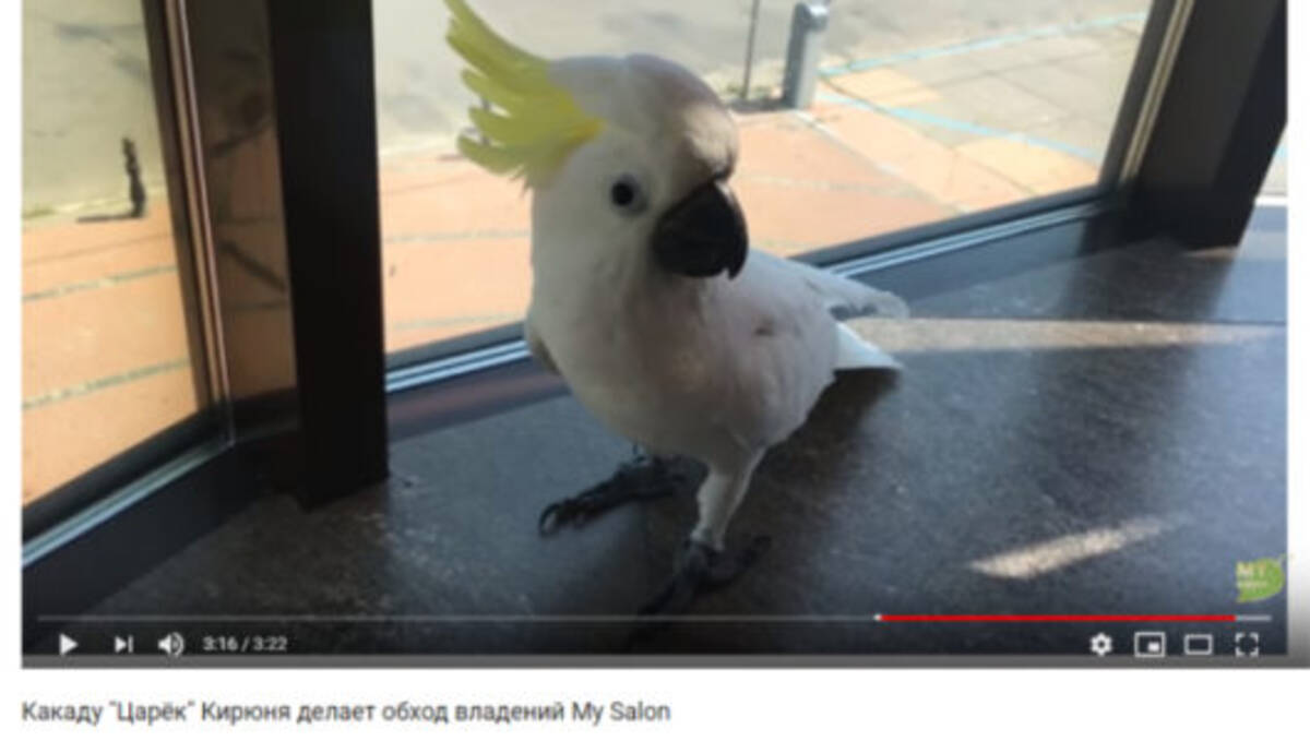 可愛すぎる動物動画 もう好き過ぎて思わず 美女を追いかけ回す ストーカーオウム 登場 18年12月26日 エキサイトニュース