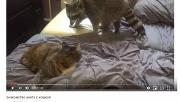 可愛すぎる動物動画 メトロノームの音を止めたいのに まるでビートを刻むような猫のビビりっぷりに注目 19年2月8日 エキサイトニュース