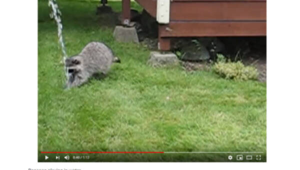 可愛すぎる動物動画 庭掃除中に 可愛い助っ人 登場 野生のアライグマが 庭洗い をお手伝い 19年6月2日 エキサイトニュース