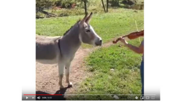 可愛すぎる動物動画 まるで リアル ブレーメンの音楽隊 見事な歌声を披露するロバに絶賛の声 19年1月25日 エキサイトニュース