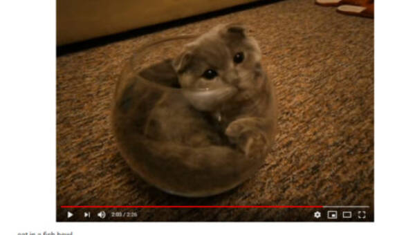 可愛すぎる動物動画 お気に入りの金魚鉢を見つけた猫の可愛さが神レベルと話題 19年2月1日 エキサイトニュース