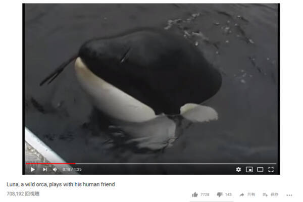 可愛すぎる動物動画 かまってちゃんな 魔物 登場 最強動物 シャチの意外な一面に世界中から大注目 19年2月12日 エキサイトニュース