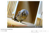 「【可愛すぎる動物動画】狩りの練習に励むフクロウの姿が健気すぎる！」の画像3