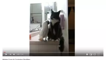 可愛すぎる動物動画 メトロノームの音を止めたいのに まるでビートを刻むような猫のビビりっぷりに注目 19年2月8日 エキサイトニュース