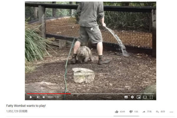 可愛すぎる動物動画 かまってちゃんな ウォンバット に飼育員お悩み中 19年3月7日 エキサイトニュース