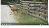 「【可愛すぎる動物動画】立ち往生する小鹿… その時、母鹿がとった親ならではの行動とは？」の画像1