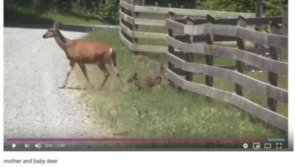 「【可愛すぎる動物動画】立ち往生する小鹿… その時、母鹿がとった親ならではの行動とは？」の画像