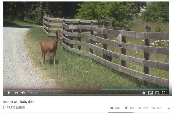 【可愛すぎる動物動画】立ち往生する小鹿… その時、母鹿がとった親ならではの行動とは？