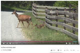 「【可愛すぎる動物動画】立ち往生する小鹿… その時、母鹿がとった親ならではの行動とは？」の画像2