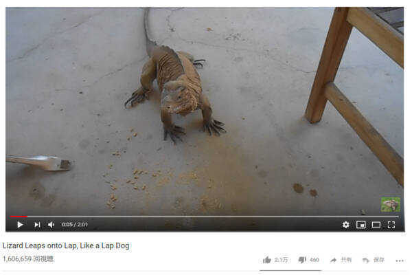 可愛すぎる動物動画 ブルース はいい女 飼い主の呼びかけに応える人懐っこいオオトカゲ 19年3月18日 エキサイトニュース