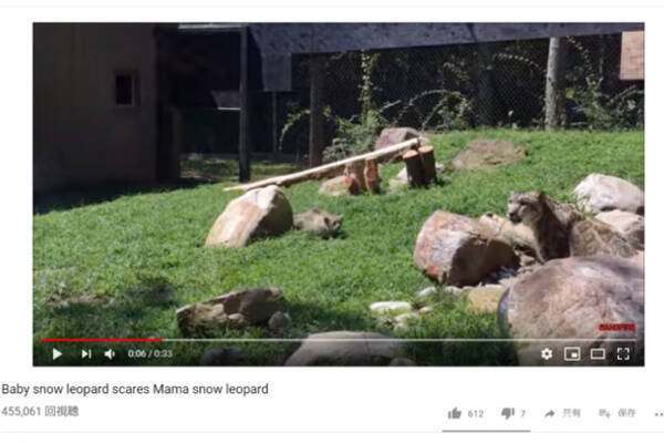 可愛すぎる動物動画 さすがは ゴースト キャット 赤ちゃんユキヒョウの巧みな隠れ身の術に母親ビックリ 19年3月日 エキサイトニュース 可愛すぎる動物動画 さすがは ゴースト キャット 赤ちゃんユキヒョウの巧みな隠れ身の術に母親ビックリ 19年3月日 エキサイトニュース