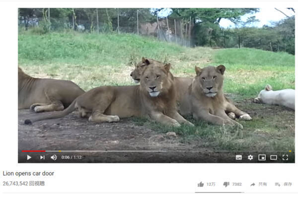 必見オモシロ動画 百獣の王が車のドアをガチャリ ライオンを目の当たりにした撮影者が九死に一生を得た瞬間 19年4月4日 エキサイトニュース