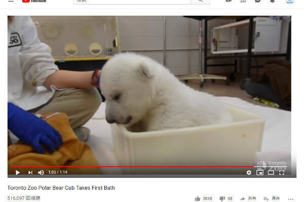 必見オモシロ動画 子犬 ぬいぐるみ お風呂を堪能するシロクマの赤ちゃんに悶絶 19年5月17日 エキサイトニュース