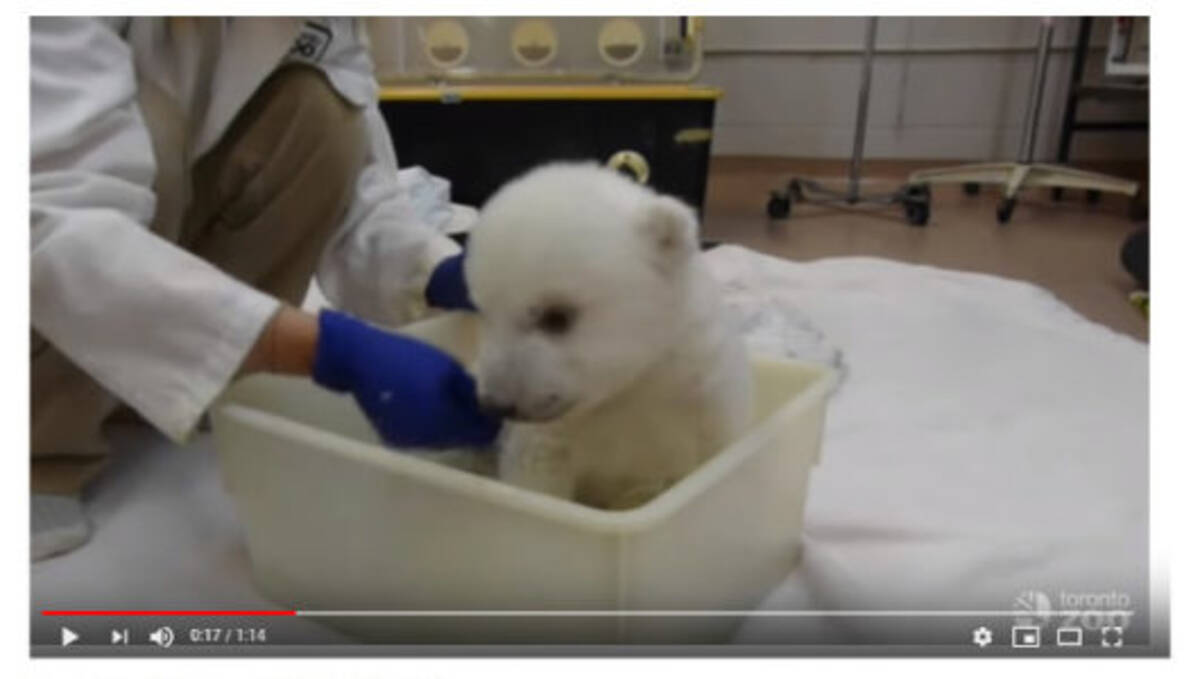 必見オモシロ動画 子犬 ぬいぐるみ お風呂を堪能するシロクマの赤ちゃんに悶絶 2019年5月17日 エキサイトニュース