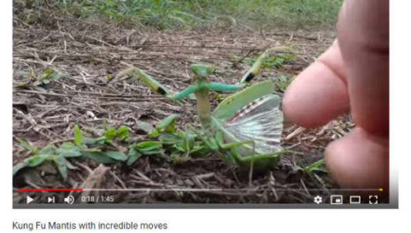 必見オモシロ動画 ジャッキー チェンもびっくり 蟷螂拳を披露するカマキリ 19年5月29日 エキサイトニュース 必見オモシロ動画 ジャッキー チェンもびっくり 蟷螂拳を披露するカマキリ 19年5月29日 エキサイトニュース