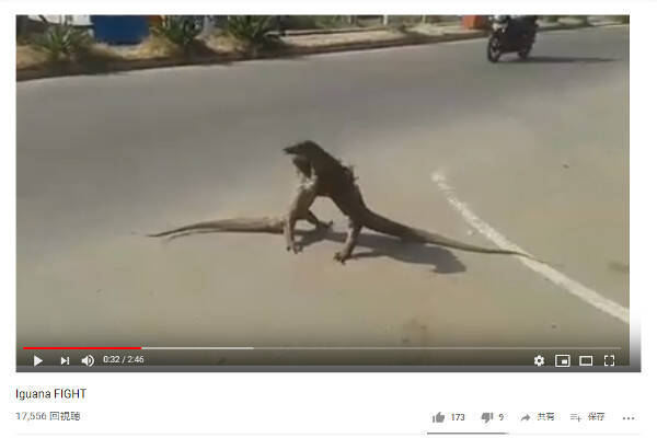 必見オモシロ動画 まるで怪獣の決戦シーン 街中でひたすら取っ組み合う巨大なトカゲたち 19年5月31日 エキサイトニュース