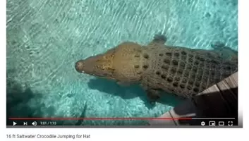 必見オモシロ動画 もはや恐竜 フロリダ州に住まう巨大ワニ 19年7月4日 エキサイトニュース