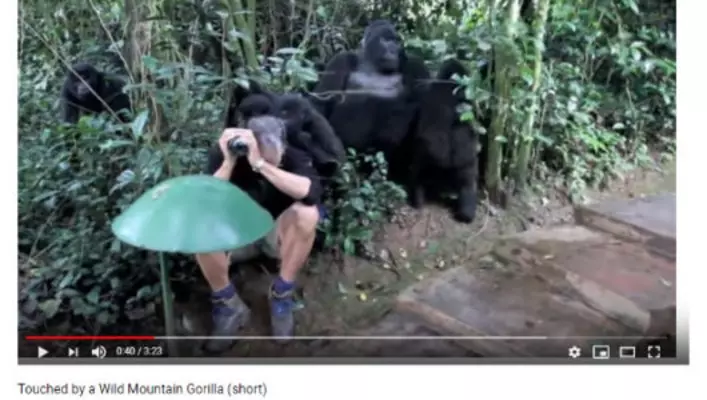 動物動画 ドラミングを失敗する子ゴリラ 15年3月21日 エキサイトニュース