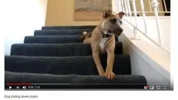 必見オモシロ動画 泳ぐの下手すぎィ もはや溺れているようにしか見えない犬 19年9月6日 エキサイトニュース