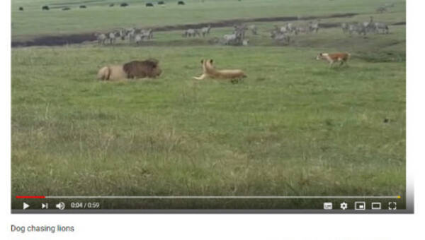 必見オモシロ動画 百獣の王が あの動物 に敗北 まさかの事態に戸惑うライオンたち 19年6月日 エキサイトニュース