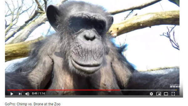 必見オモシロ動画 なんだこれは ドローンを叩き落とすチンパンジー 19年6月26日 エキサイトニュース