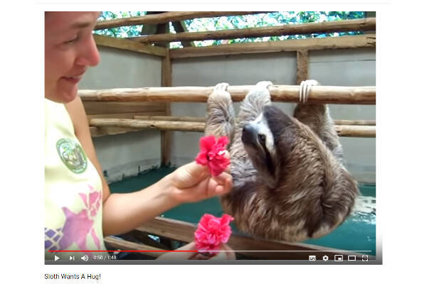 ぜいたく最強 動物 対決 動画 最高の動物画像