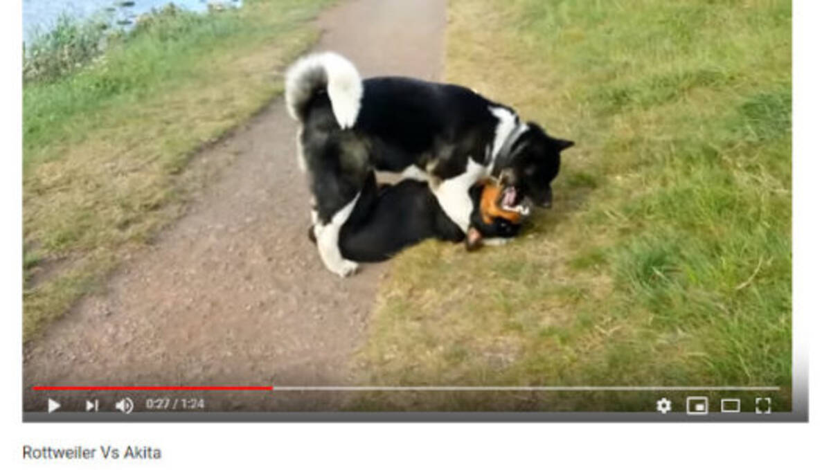 必見オモシロ動画 凄すぎてハラハラ 秋田犬とロットワイラーのじゃれあいが大迫力 19年7月8日 エキサイトニュース