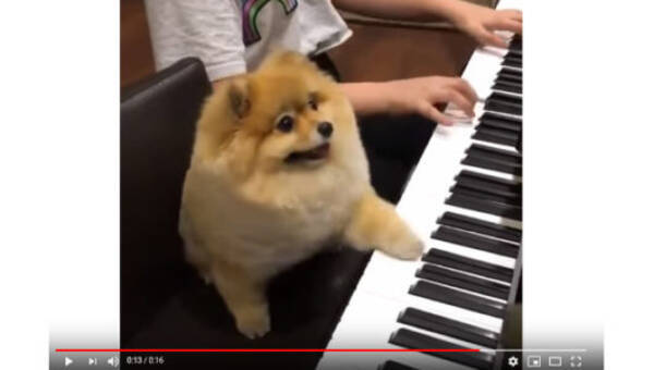 必見オモシロ動画 音が鳴るワン ピアノ演奏が楽しくなっちゃった犬 19年7月22日 エキサイトニュース