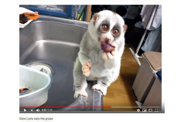 必見オモシロ動画 もらっていいの つぶらな瞳のスローロリスがぶどうをむしゃむしゃ 19年7月24日 エキサイトニュース