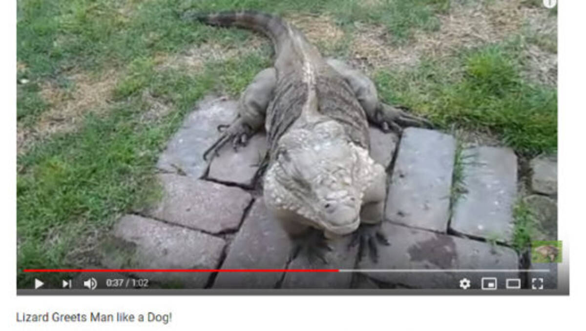 必見オモシロ動画 ウチの犬よりも犬っぽいんだけど 呼んだら駆けつけてくるトカゲ 19年7月26日 エキサイトニュース