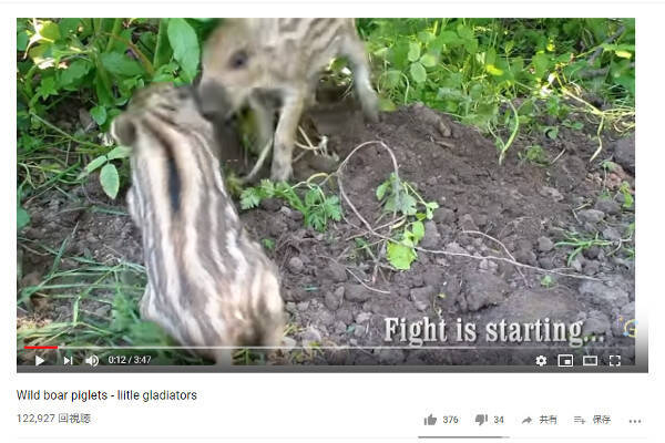 必見オモシロ動画 どうしたらいいの ウリボーのガチ喧嘩にお母さんタジタジ 19年8月1日 エキサイトニュース