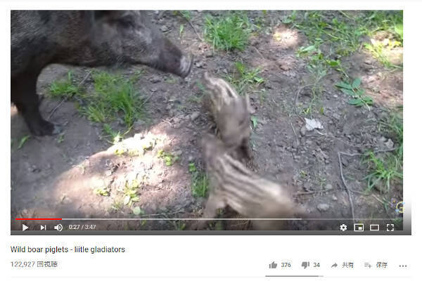 必見オモシロ動画 どうしたらいいの ウリボーのガチ喧嘩にお母さんタジタジ 19年8月1日 エキサイトニュース