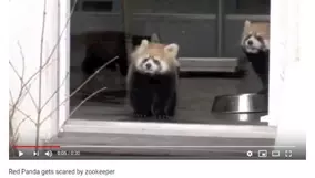 必見オモシロ動画 ゲロゲロ じゃなくて ピーピー ナマカフクラガエルの鳴き声がかわいすぎる 19年8月21日 エキサイトニュース