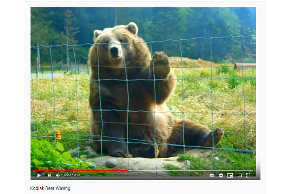 【必見オモシロ動画】フレンドリーすぎてほっこり… 手を振ってくれるクマ